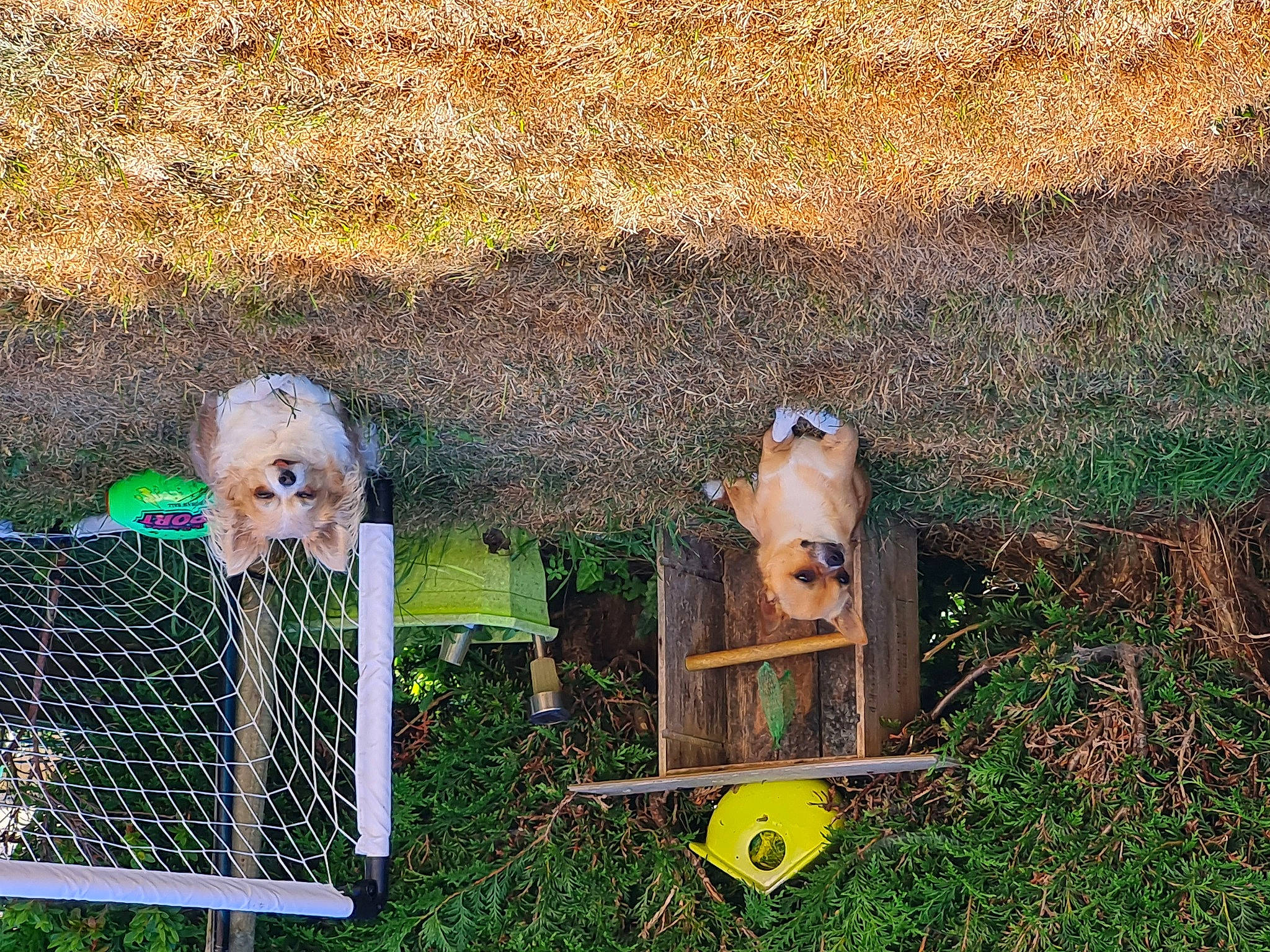 Rio a rejoint le concours — aidez-le/la à gagner de superbes lots ! backyard, chain_link_fencing, fence, gas, grass, grass_family, grassland, landscape, lawn, leisure, mesh, net, recreation, shadow, soil, wood, yard