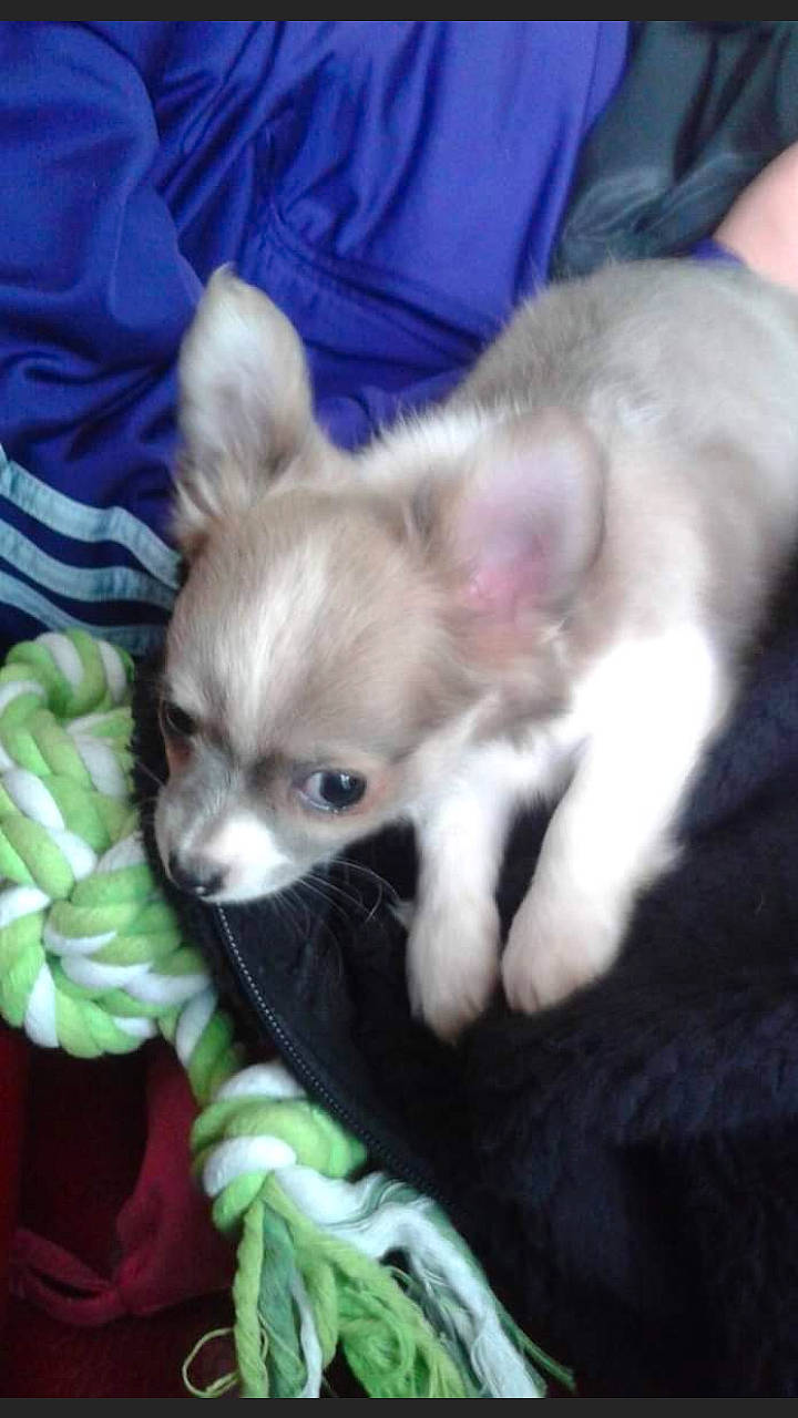 Litchi participe au concours pour gagner de l'argent avec cette photo : canidae, carnivore, chihuahua, companion_dog, corgi_chihuahua, dog, dog_breed, ear, fawn, felidae, fur, nap, paw, snout, sporting_group, tail, terrestrial_animal, toy_dog, whiskers, working_animal