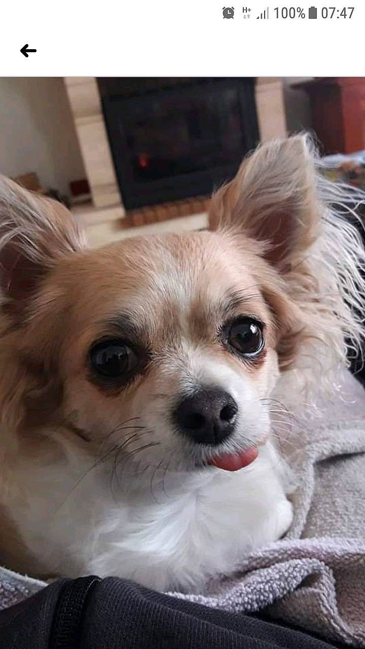 Litchi a rejoint le concours — aidez-le/la à gagner de superbes lots ! canidae, carnivore, chihuahua, companion_dog, corgi_chihuahua, dog, dog_breed, dog_supply, ear, eye, fawn, fur, non_sporting_group, puppy, russkiy_toy, snout, sporting_group, toy_dog, whiskers, working_animal