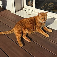 Rupet Dit Bob participe au concours pour gagner de l'argent avec cette photo : cat, ginger_cat, pet, animal, sunlight, shadow, wooden_deck, outdoor, relaxing, feline, domestic_cat, window, glass_door, home, resting, sunny, daylight, fur, whiskers, paw