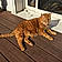 Rupet Dit Bob