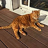 cat, ginger_cat, pet, animal, sunlight, shadow, wooden_deck, outdoor, relaxing, feline, domestic_cat, window, glass_door, home, resting, sunny, daylight, fur, whiskers, paw
