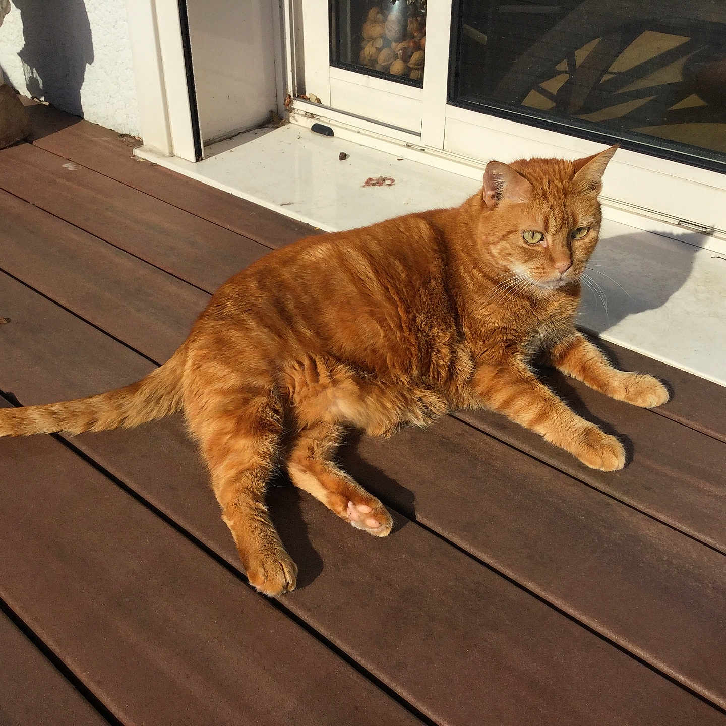 Rupet Dit Bob participe au concours pour gagner de l'argent avec cette photo : cat, ginger_cat, pet, animal, sunlight, shadow, wooden_deck, outdoor, relaxing, feline, domestic_cat, window, glass_door, home, resting, sunny, daylight, fur, whiskers, paw