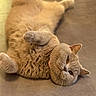 amber_eyes, belly_up, british_shorthair, cat, chubby, closeup, cute, domestic_cat, feline, floor, fluffy, grey_cat, indoor, lying_down, paws, pet, portrait, relaxed, soft_texture, whiskers