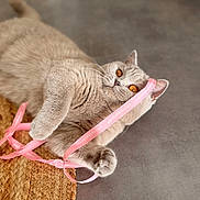 Ayda participe au concours pour gagner de l'argent avec cette photo : cat, feline, pet, ribbon, pink_ribbon, orange_eyes, lying, paw, whiskers, fur, close_up, shallow_depth_of_field, woven_mat, rug, floor, indoor, cozy, playful, portrait, cute