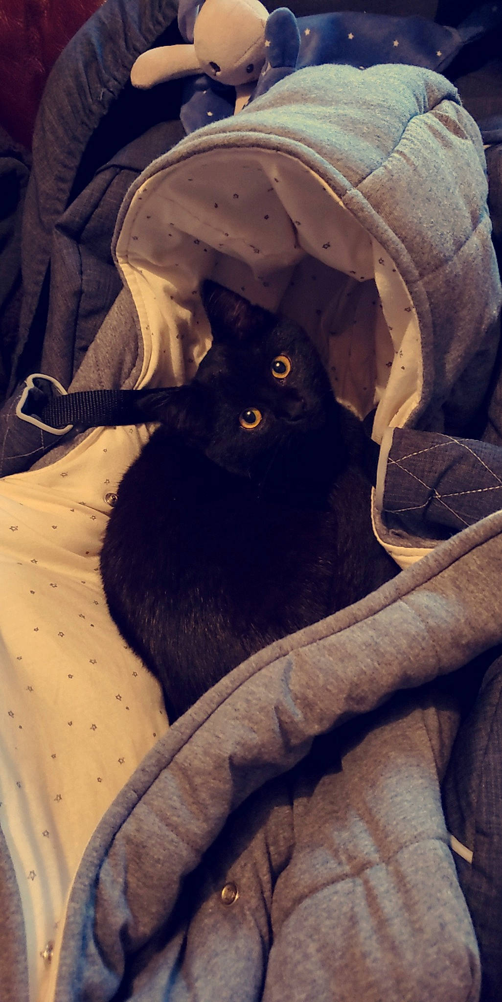 Rotteweil a rejoint le concours — aidez-le/la à gagner de superbes lots ! black_cat, bombay, carnivore, cat, comfort, domestic_short_haired_cat, felidae, fur, grey, pattern, sitting, small_to_medium_sized_cats, tail, tints_and_shades, tree, whiskers