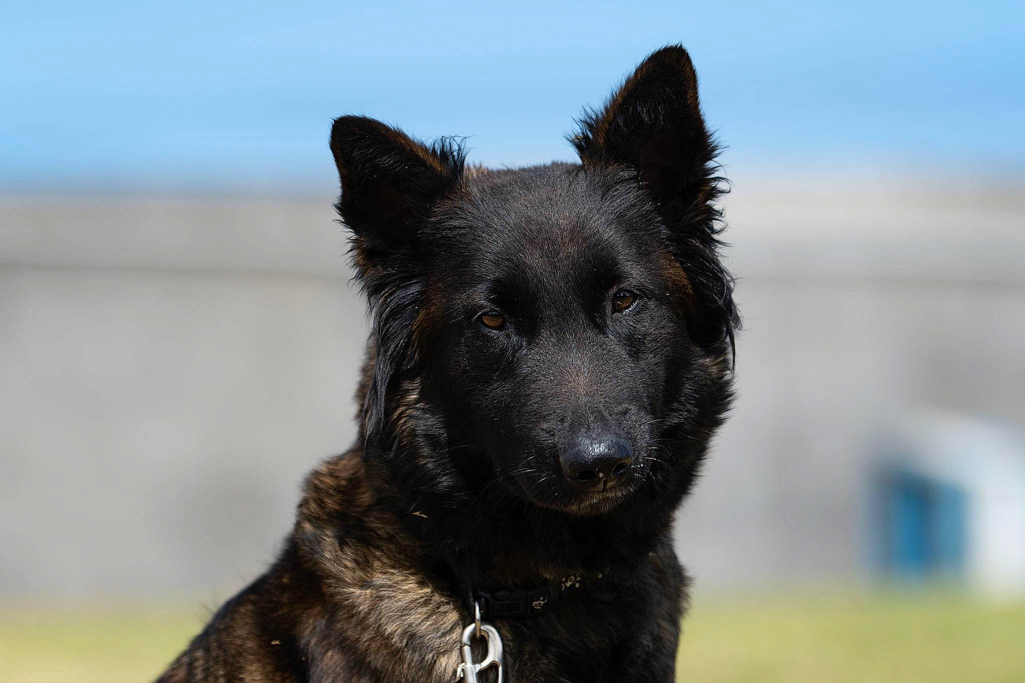 Paige participe au concours pour gagner de l'argent avec cette photo : balance, canidae, carnivore, dog, dog_breed, herding_dog, sky, snout, sporting_group, terrestrial_animal, working_animal, working_dog