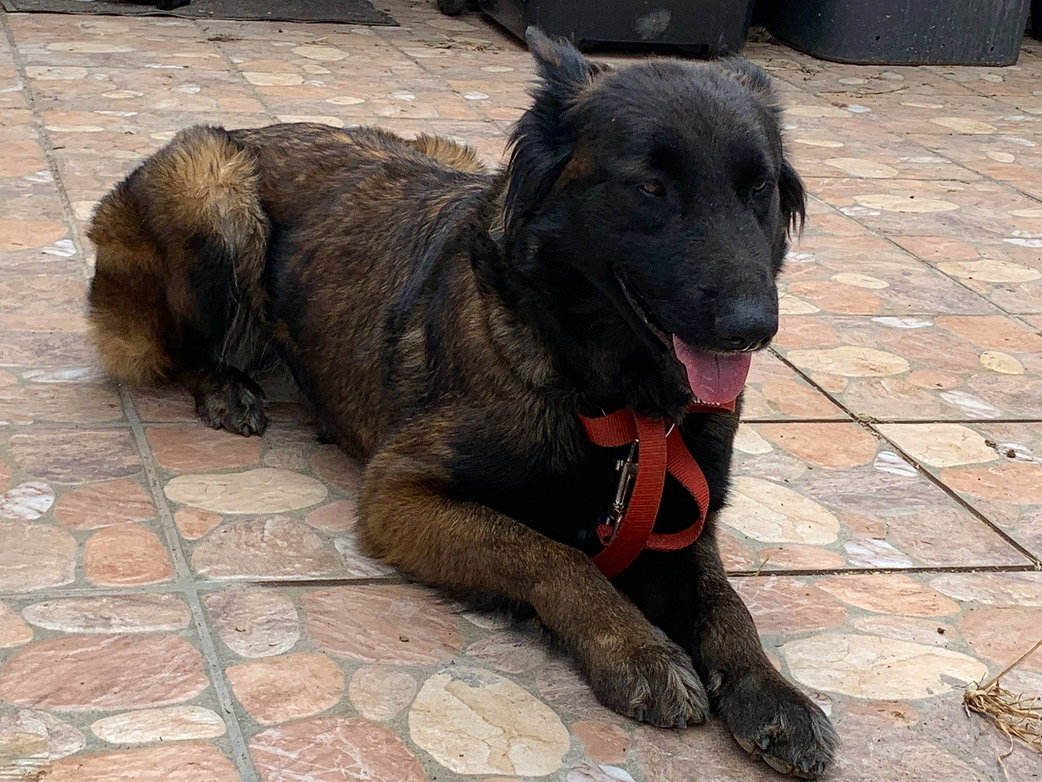 Paige participe au concours pour gagner de l'argent avec cette photo : canidae, carnivore, claw, collar, companion_dog, dog, dog_breed, dog_collar, fawn, flooring, foot, fur, guard_dog, road_surface, sporting_group, tail, terrestrial_animal, working_animal, working_dog