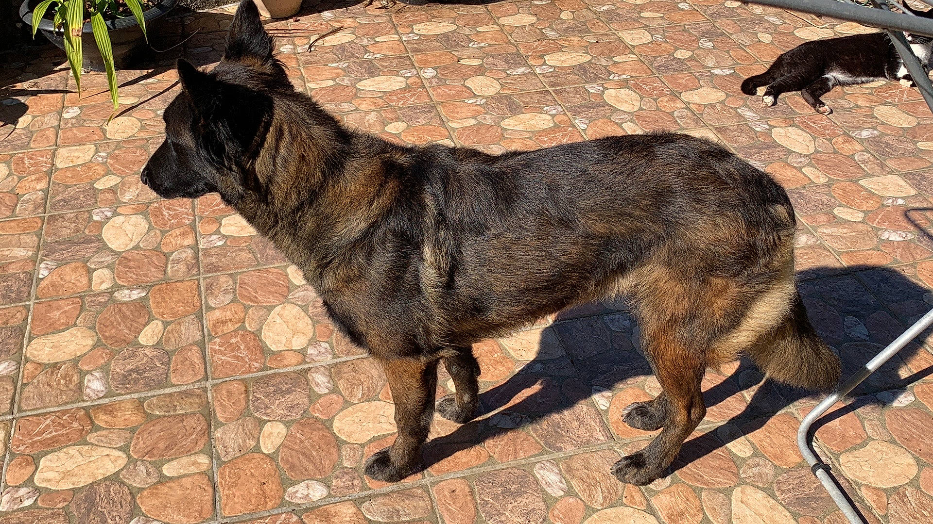 Paige participe au concours pour gagner de l'argent avec cette photo : ancient_dog_breeds, carnivore, companion_dog, dog, dog_breed, fur, guard_dog, herding_dog, snout, street_dog, tail, terrestrial_animal, working_animal, working_dog