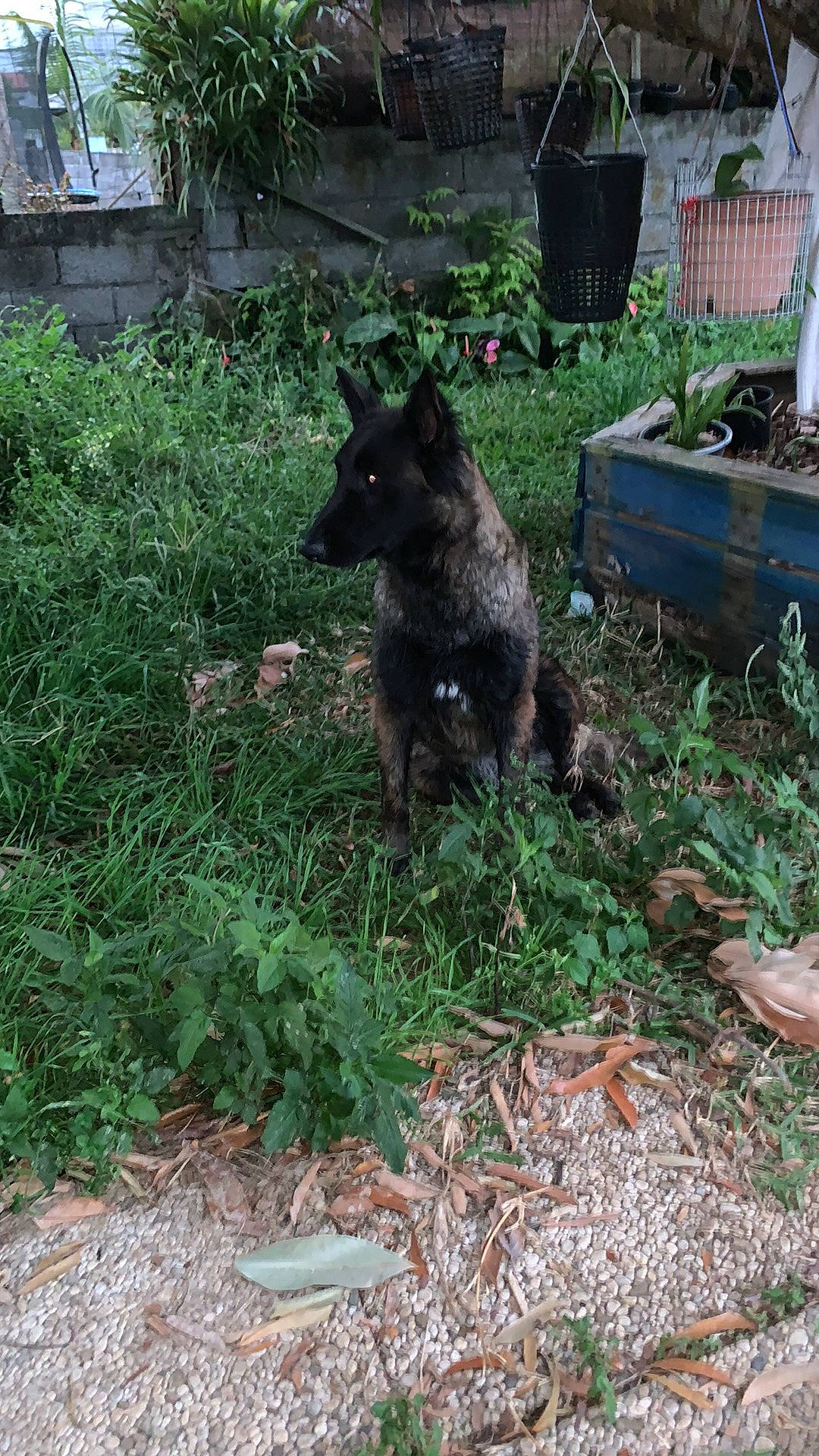 Paige participe au concours pour gagner de l'argent avec cette photo : backyard, canidae, carnivore, dog, dog_breed, flowerpot, garden, grass, groundcover, herb, houseplant, landscaping, plant, shrub, soil, sporting_group, tail, terrestrial_animal, working_animal, yard