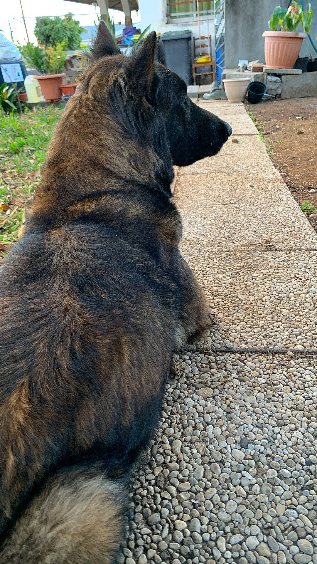 Paige participe au concours pour gagner de l'argent avec cette photo : asphalt, carnivore, companion_dog, dog, dog_breed, east_european_shepherd, flooring, fur, grass, guard_dog, herding_dog, king_shepherd, mudi, plant, road_surface, shadow, tail, terrestrial_animal, working_animal, working_dog