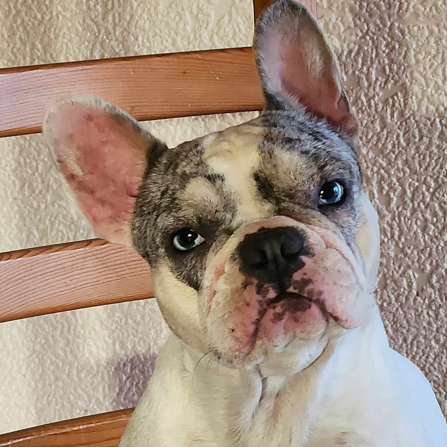 Ughuette participe au concours pour gagner de l'argent avec cette photo : animal, black_spots, chair, close_up, companion, curious, dog, domestic, ears, face, french_bulldog, indoor, looking, pet, portrait, seated, texture, wall, white_fur, wooden_chair