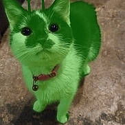 Kwazii is registered to the contest to win money with this photo: cat, pet, animal, green_tint, floor, bowl, collar, indoor, curious, looking_up, small, fur, whiskers, ears, eyes, domestic, cute, standing, antennae, playful