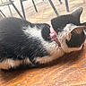 Kwazii is registered to the contest to win money with this photo: cat, black_and_white, collar, pet, animal, resting, window, wooden_surface, indoor, fur, whiskers, sleeping, domestic, quiet, calm, close_up, side_view, natural_light, pink_collar, house_pet