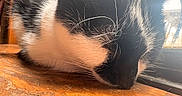 Kwazii is registered to the contest to win money with this photo: cat, sleeping, black_and_white, close_up, whiskers, fur, wooden_surface, window, natural_light, indoor, pet, animal, resting, cozy, quiet, calm, cute, domestic_cat, feline, relaxation