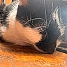 cat, sleeping, black_and_white, close_up, whiskers, fur, wooden_surface, window, natural_light, indoor, pet, animal, resting, cozy, quiet, calm, cute, domestic_cat, feline, relaxation