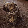 Bear joined the competition — help win amazing prizes! adorable, animal, bow_tie, brown, carpet, close_up, companion, cute, dog, domestic_animal, fur, furry, indoor, looking_away, mammal, paw, pet, portrait, sitting, small_dog