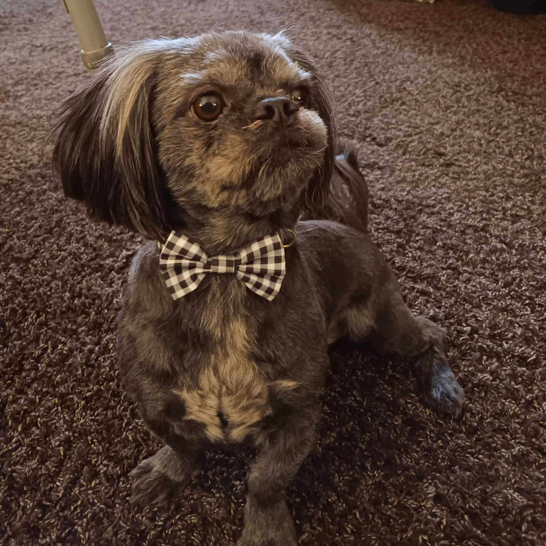 Bear joined the competition — help win amazing prizes! adorable, animal, bow_tie, brown, carpet, close_up, companion, cute, dog, domestic_animal, fur, furry, indoor, looking_away, mammal, paw, pet, portrait, sitting, small_dog