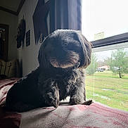 Bear joined the competition — help win amazing prizes! animal, blanket, calm, companion, cozy, curtains, cute, daylight, decor, dog, fur, furniture, home, house, indoor, indoors, mammal, pet, resting, window