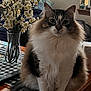 Buddy joined the competition — help win amazing prizes! cat, fluffy, table, vase, flowers, indoor, living_room, wooden_furniture, remote_control, cushion, window, curtain, pillow, plant, decor, pet, fur, sitting, domestic_animal, cozy