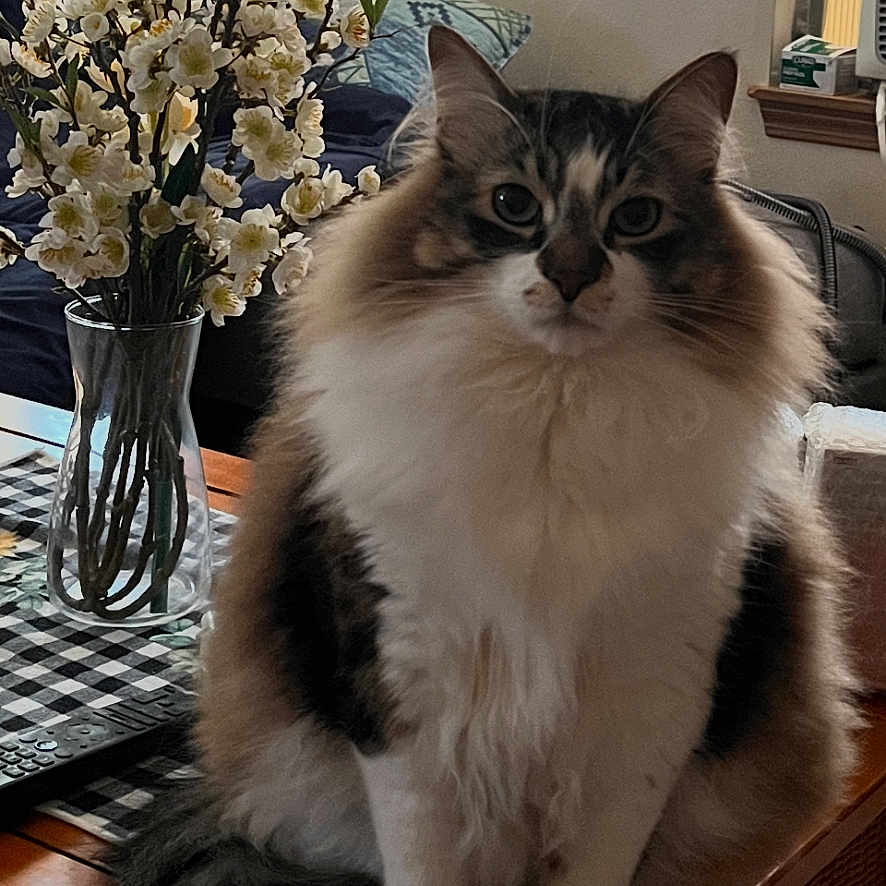Buddy joined the competition — help win amazing prizes! cat, cozy, curtain, cushion, decor, domestic_animal, flowers, fluffy, fur, indoor, living_room, pet, pillow, plant, remote_control, sitting, table, vase, window, wooden_furniture
