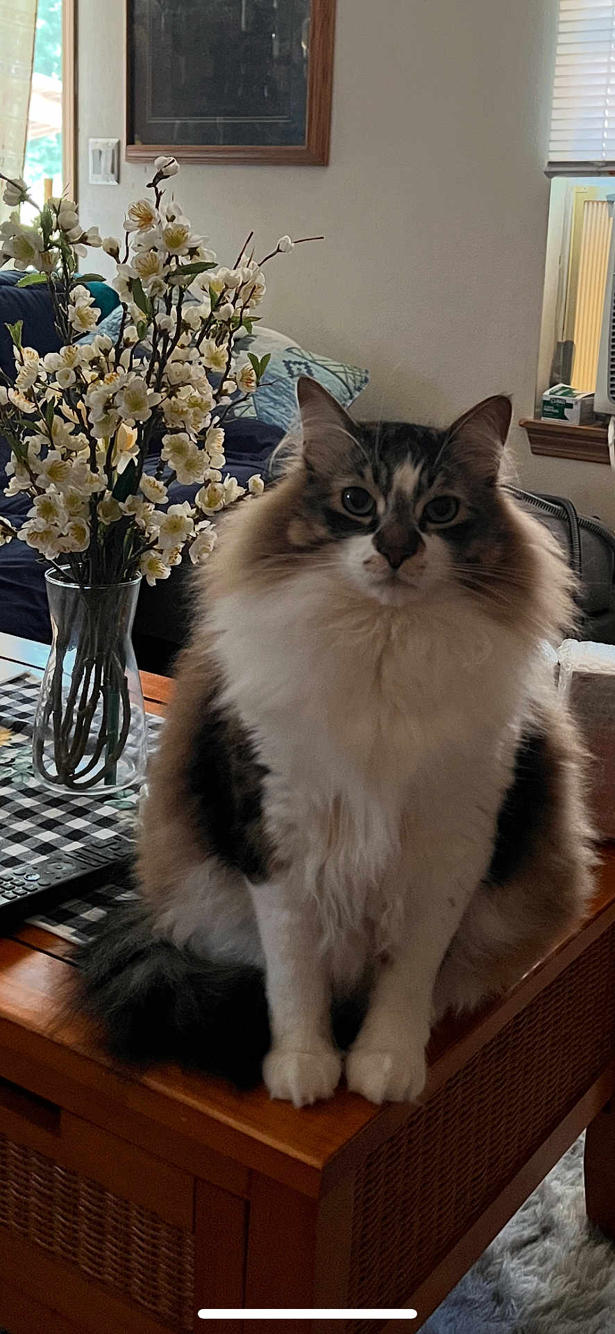 Buddy joined the competition — help win amazing prizes! cat, fluffy, table, vase, flowers, indoor, living_room, wooden_furniture, remote_control, cushion, window, curtain, pillow, plant, decor, pet, fur, sitting, domestic_animal, cozy