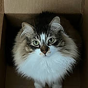 Buddy joined the competition — help win amazing prizes! cat, fluffy, cardboard_box, green_eyes, pet, indoor, wooden_floor, curious, feline, looking_up, whiskers, tabby, white_fur, brown_fur, cute, animal, domestic, cozy, sitting, box