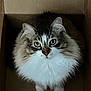animal, box, brown_fur, cardboard_box, cat, cozy, curious, cute, domestic, feline, fluffy, green_eyes, indoor, looking_up, pet, sitting, tabby, whiskers, white_fur, wooden_floor