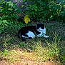animal, backyard, black_and_white, cat, daylight, fur, grass, greenery, ground, leaves, nature, outdoor, pet, plants, relaxed, shade, sitting, sunlight, whiskers, wooden_fence