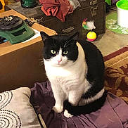 Timmy joined the competition — help win amazing prizes! animal, black_and_white, box, carpet, cat, cat_food, cloth, coolant_bottle, curious, feathers, floor, furniture, household_items, indoor, lantern, pet, pillow, rug, sitting, toy
