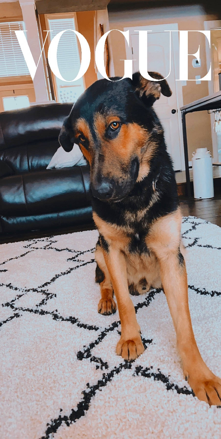 Kimber is registered to the contest to win money with this photo: canidae, carnivore, dog, dog_breed, fawn, german_shepherd_dog, huntaway, mammal, rare_breed_dog, snout, sporting_group, vertebrate, working_dog