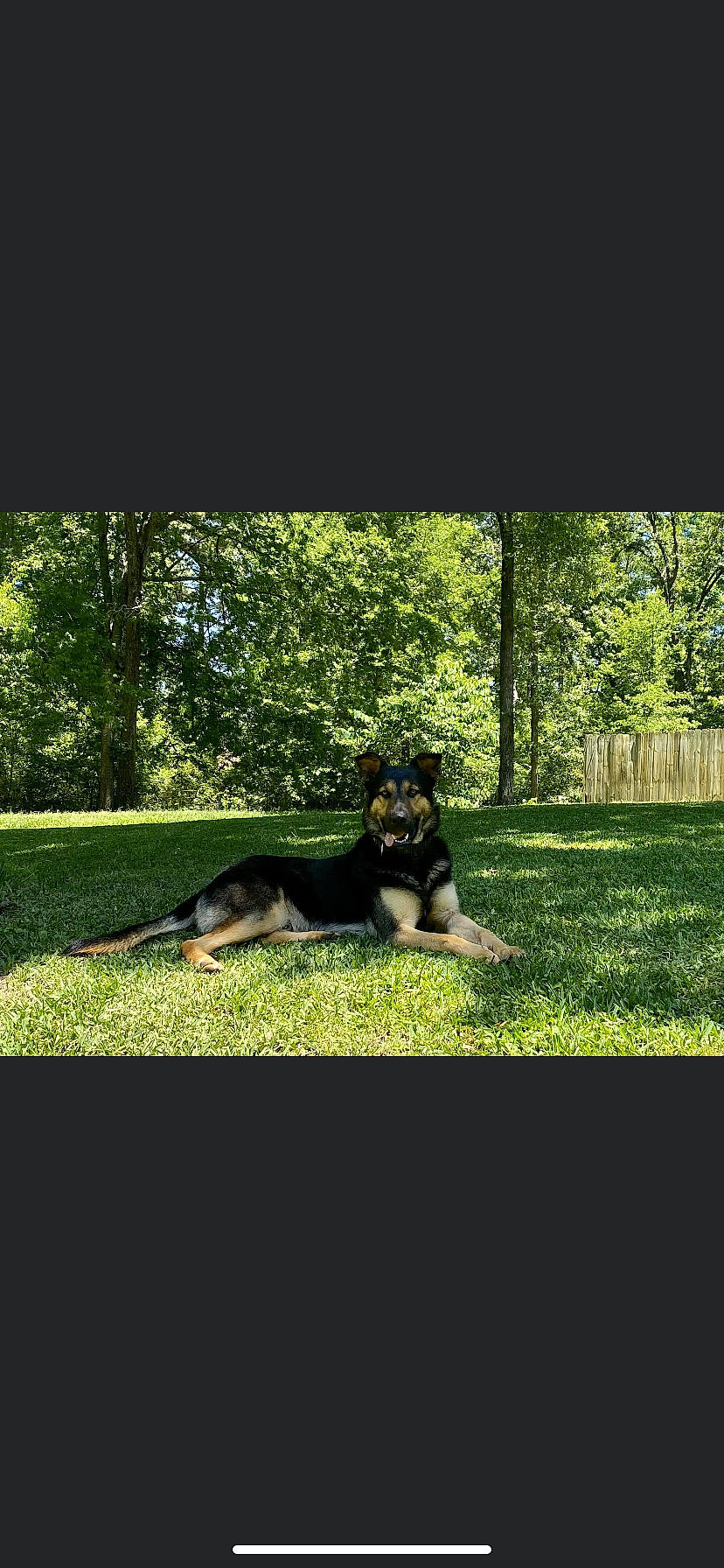 Kimber joined the competition — help win amazing prizes! canidae, carnivore, companion_dog, dobermann, dog, dog_breed, east_european_shepherd, german_shepherd_dog, grass, green, guard_dog, lawn, mammal, obedience_training, plant, police_dog, puppy, tree, working_dog