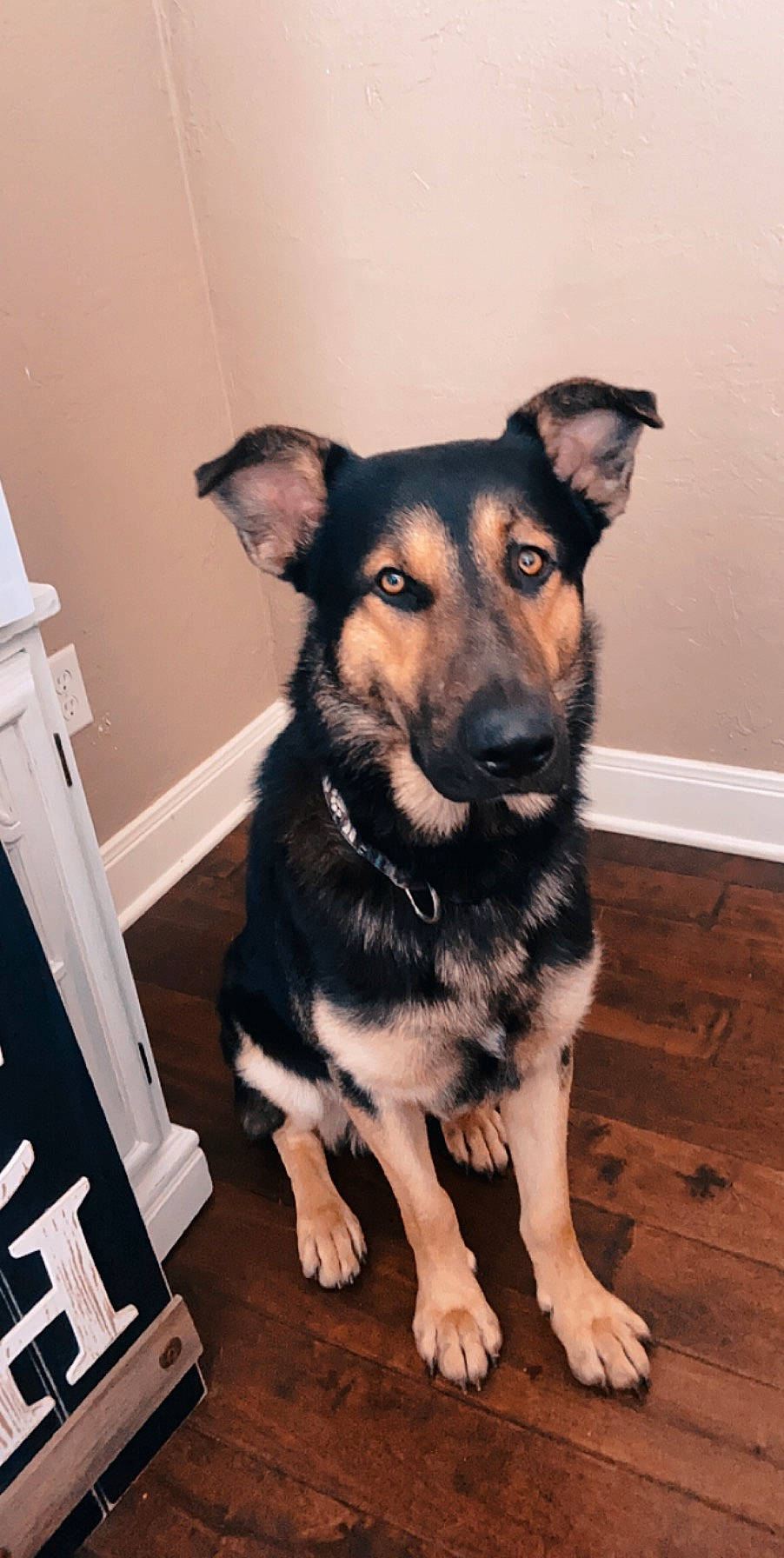 Kimber is registered to the contest to win money with this photo: canidae, carnivore, dog, dog_breed, east_european_shepherd, german_shepherd_dog, king_shepherd, mammal, police_dog, puppy, rare_breed_dog, snout, vertebrate, working_dog