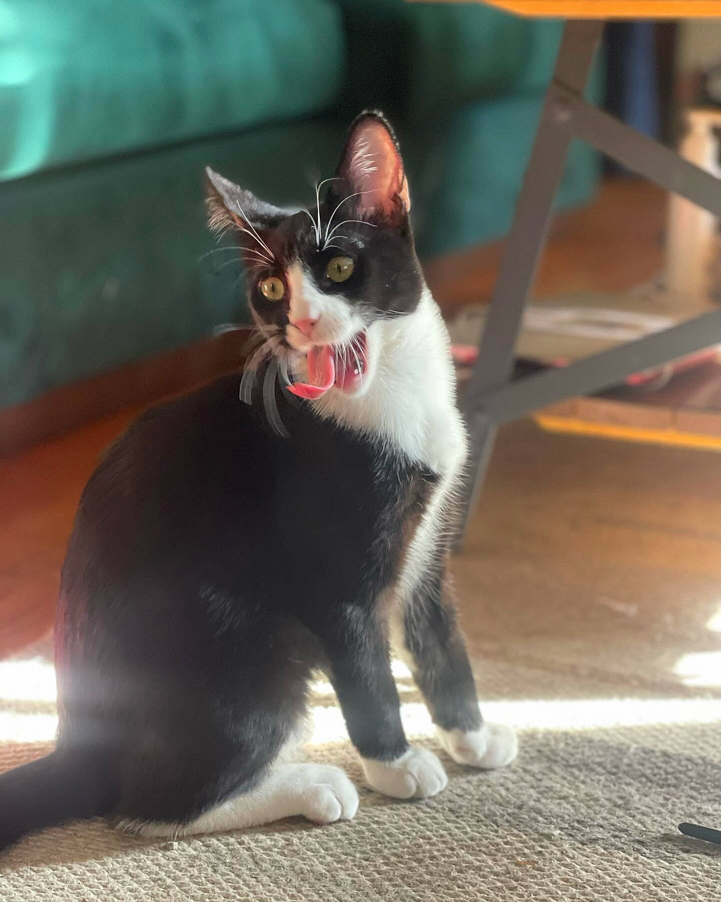 Ace is registered to the contest to win money with this photo: black_cat, carmine, carnivore, cat, claw, domestic_short_haired_cat, felidae, flooring, foot, fur, grey, paw, plant, sitting, small_to_medium_sized_cats, snout, tail, tree, whiskers, window