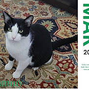 Tammy is registered to the contest to win money with this photo: cat, tuxedo_cat, black_and_white, pet, animal, sitting, portrait, green_eyes, whiskers, ears, tail, patterned_rug, indoors, home, floor, calendar, text_overlay, march, 2027, photography