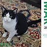 cat, tuxedo_cat, black_and_white, pet, animal, sitting, portrait, green_eyes, whiskers, ears, tail, patterned_rug, indoors, home, floor, calendar, text_overlay, march, 2027, photography