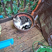 Sheldon is registered to the contest to win money with this photo: cat, tabby, white_fur, striped_fur, animal, pet, sitting, curled_up, flowerpot, garden, outdoor, deck, wooden_deck, ivy, plants, leaves, garden_hose, blue_plastic, brown, resting