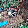 cat, tabby, white_fur, striped_fur, animal, pet, sitting, curled_up, flowerpot, garden, outdoor, deck, wooden_deck, ivy, plants, leaves, garden_hose, blue_plastic, brown, resting