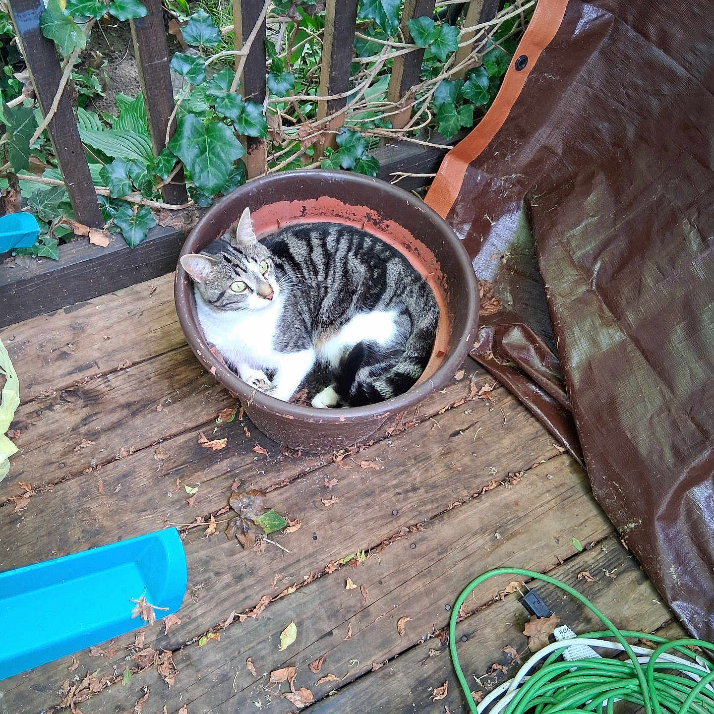 Sheldon is registered to the contest to win money with this photo: cat, tabby, white_fur, striped_fur, animal, pet, sitting, curled_up, flowerpot, garden, outdoor, deck, wooden_deck, ivy, plants, leaves, garden_hose, blue_plastic, brown, resting