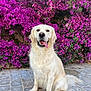 animal, canine, cobblestone, daylight, dog, flower_wall, fur, garden, golden_retriever, happy, leaf, mammal, nature, outdoor, pet, portrait, purple_flowers, sitting, smiling, tongue_out