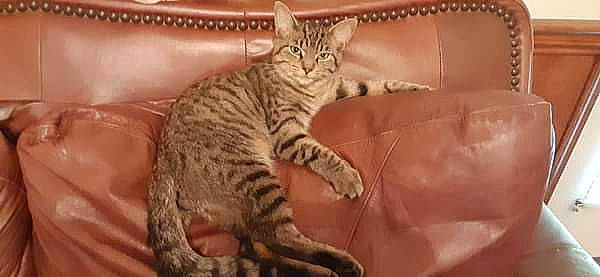 Fuzzy joined the competition — help win amazing prizes! carnivore, cat, claw, comfort, domestic_short_haired_cat, felidae, fur, paw, sitting, small_to_medium_sized_cats, snout, tail, terrestrial_animal, whiskers, wildlife