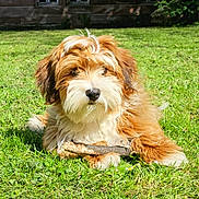 Ruben participe au concours pour gagner de l'argent avec cette photo : dog, grass, outdoor, stick, sunlight, fur, pet, animal, cute, playful, nature, lawn, canine, relaxed, adorable, summer, fluffy, portrait, daylight, resting