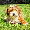 dog, grass, outdoor, stick, sunlight, fur, pet, animal, cute, playful, nature, lawn, canine, relaxed, adorable, summer, fluffy, portrait, daylight, resting