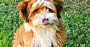 Ruben participe au concours pour gagner de l'argent avec cette photo : dog, puppy, fluffy, grass, outdoor, tongue_out, cute, pet, animal, nature, greenery, brick_wall, playful, fur, small_dog, sitting, tongue, canine, young_dog, adorable