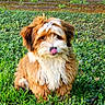 dog, puppy, fluffy, grass, outdoor, tongue_out, cute, pet, animal, nature, greenery, brick_wall, playful, fur, small_dog, sitting, tongue, canine, young_dog, adorable