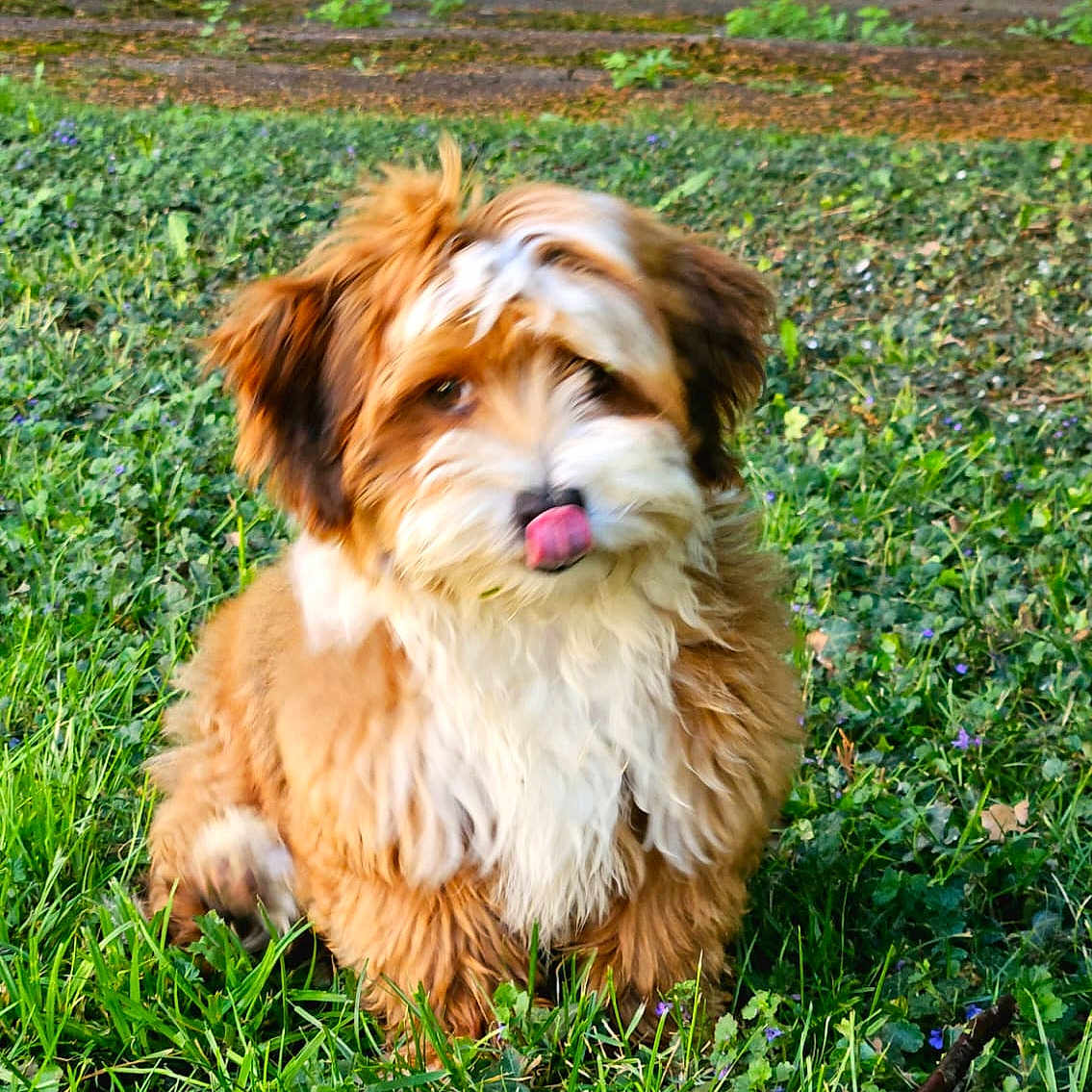 Ruben participe au concours pour gagner de l'argent avec cette photo : dog, puppy, fluffy, grass, outdoor, tongue_out, cute, pet, animal, nature, greenery, brick_wall, playful, fur, small_dog, sitting, tongue, canine, young_dog, adorable