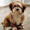 Ruben participe au concours pour gagner de l'argent avec cette photo : dog, puppy, brown, white, fluffy, rope_toy, red_ball, wooden_floor, indoor, pet, cute, sitting, fur, animal, playful, shaggy, young_dog, adorable, house, companion