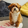 Ruben participe au concours pour gagner de l'argent avec cette photo : dog, fluffy, indoor, pet, mat, furniture, bean_bag, cozy, brown, white, cute, small_dog, portrait, sitting, floor, furry, home, animal, companion, relaxed