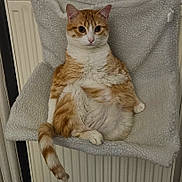 Tigrou participe au concours pour gagner de l'argent avec cette photo : cat, orange_cat, white_cat, pet, fluffy, sitting, relaxed, indoor, cozy, hammock, feline, cute, fur, animal, domestic, wide_eyes, tail, resting, comfortable, chair