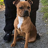 Thor participe au concours pour gagner de l'argent avec cette photo : dog, brown_dog, white_chest, sitting, gravel_path, person, black_pants, black_sneakers, puma, outdoor, grass, leash, walking, pet, canine, animal, nature, sidewalk, park, daylight